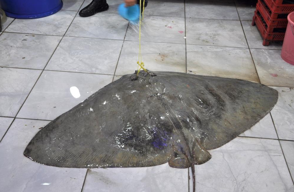 Muğla’nın Menteşe ilçesinde yakalanan yaklaşık 120 kilogram ağırlığındaki vatoz balığı