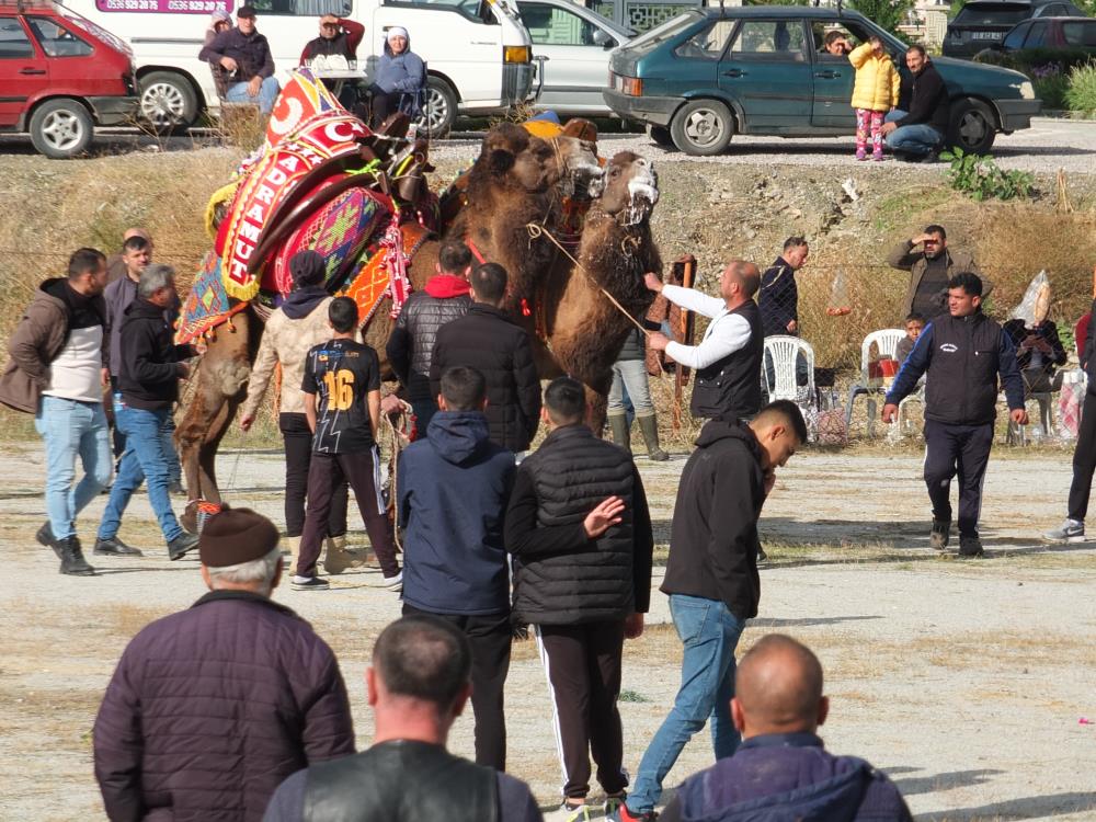 Burhaniye’de, güreş sezonu yaklaşırken birer birer havutlanan develer için hayır