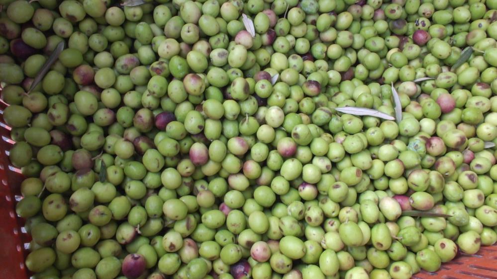 Türkiye’nin en önemli zeytin üretim merkezlerinden Balıkesir’in Burhaniye’de, kırma zeytin