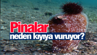 Bandırma Onyedi Eylül Üniversitesi Denizcilik Fakültesi Dekanı ve “Umut Pina”