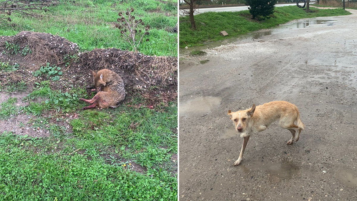 Yaralı tilki ve köpeği jandarma kurtardı Balıkesir İl Jandarma Komutanlığı, Çevre, Doğa ve Hayvanları Koruma Timi
