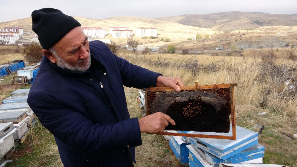 Bal arılarını etkileyen varroa (parazit) hastalığının arı ölümlerine neden olduğunu