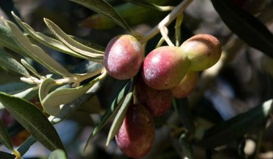 Zeytin ve ekmek kitapları Dünya Kitap Yarışması’nda