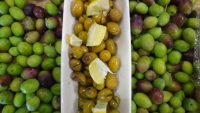 Edremit Körfezi’nde zeytin hasadı aralıksız devam ederken, Hülya Avşar’ın zeytin