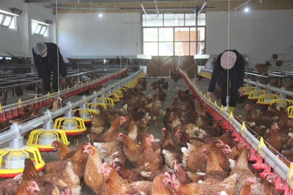 Ekim ayında bir önceki yılın aynı ayına göre, tavuk yumurtası
