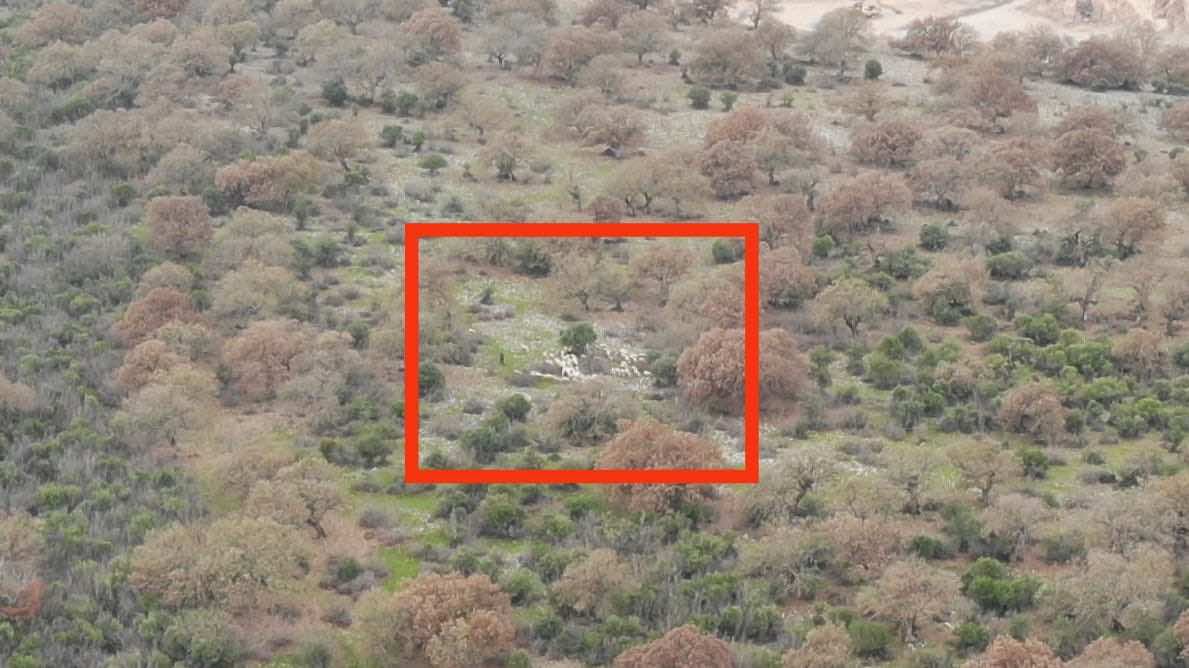 Balıkesir’in İvrindi ilçesinde koyunları kaybolan bir çiftçi durumu jandarmaya bildirdi.