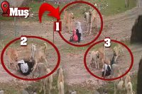 Muş’un Varto ilçesinde başıboş köpeklerin saldırısına uğrayan 79 yaşındaki kadının
