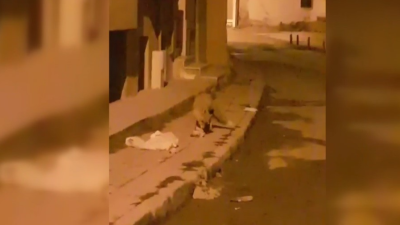 Bayburt’ta aç kalan bir tilki yiyecek aramak için şehir merkezine