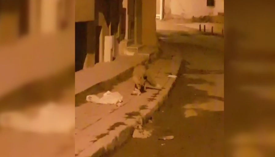 Bayburt’ta aç kalan bir tilki yiyecek aramak için şehir merkezine