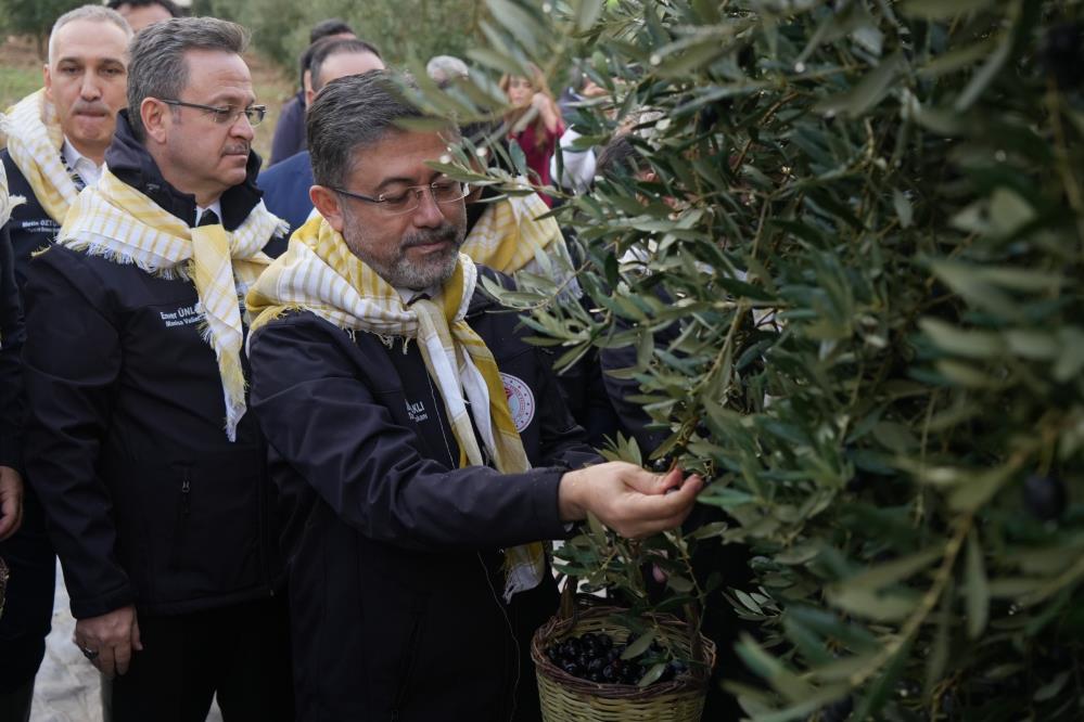Manisa’nın Akhisar ilçesinde zeytin hasadına katılan Tarım ve Orman Bakanı