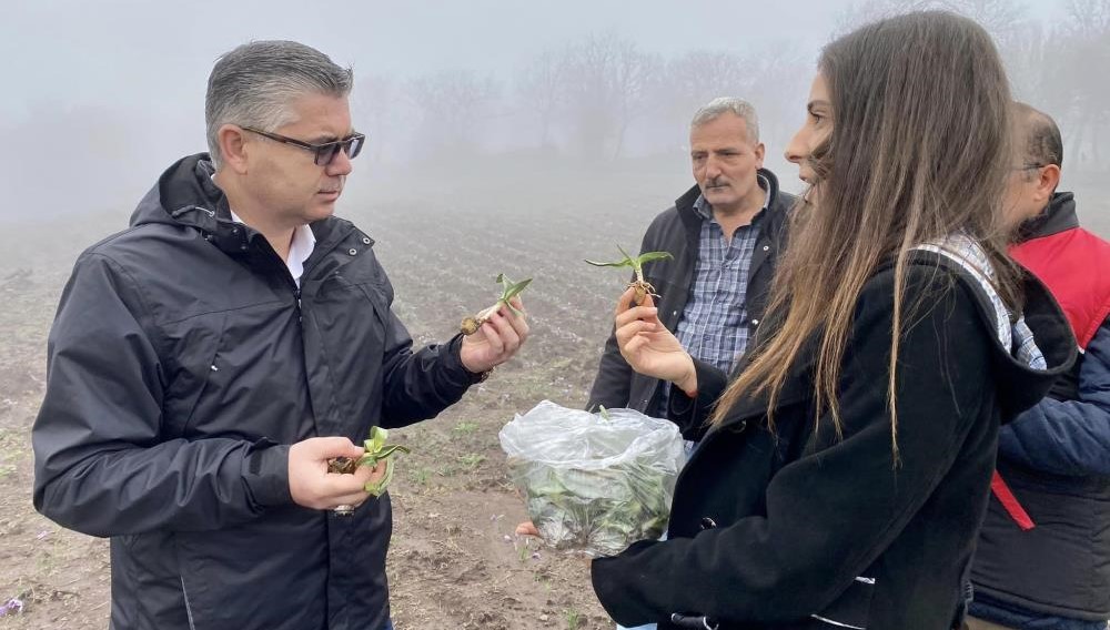 Balıkesir İl Tarım ve Orman Müdürlüğünün destekleriyle Balıkesir’de safran bitkisi