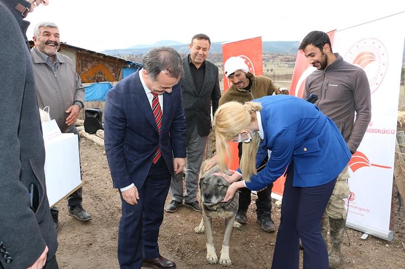 Bolu’nun merkezi dahil 8 ilçede küçükbaş hayvan yetiştiren 800 üreticinin