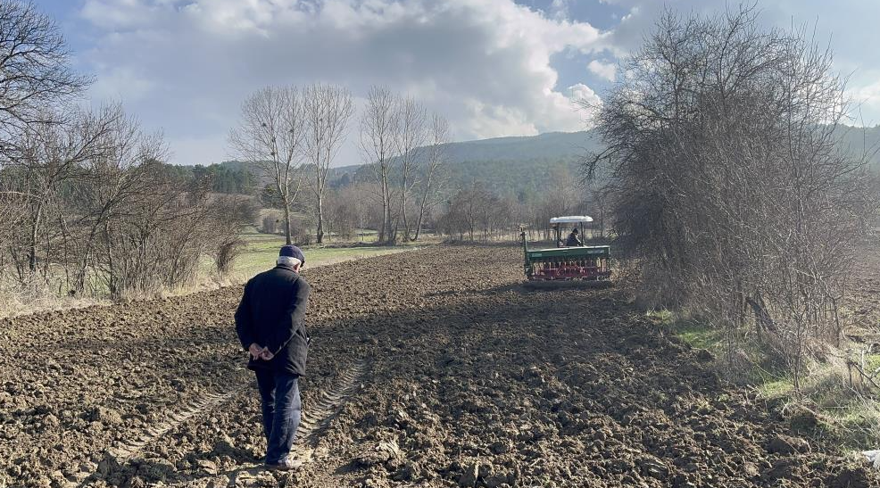 Kastamonu’da buğdayın atası olarak bilinen 12 bin yıllık siyez buğdayı,