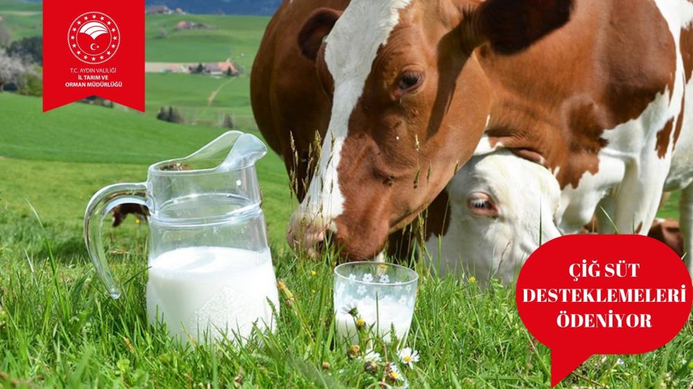 Çiğ süt destek ödemeleri başladı Önemli tarım ve hayvancılık kentlerinden olan Aydın’da faaliyet gösteren üreticilerin