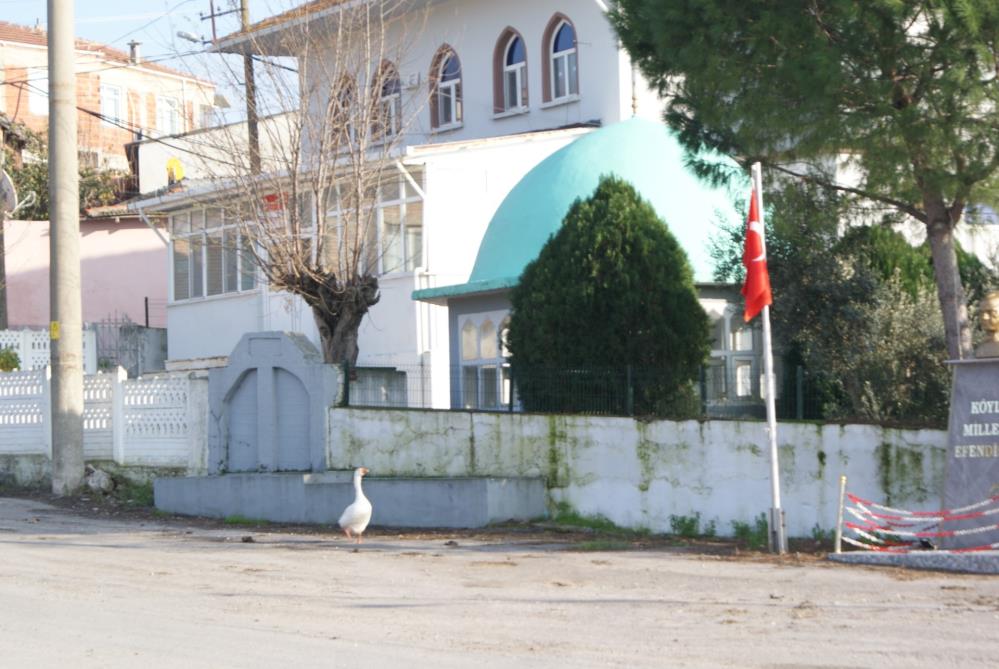 Ezan okununca bu kaz camiye gidiyor Manyas’ta bir kaz, her vakit ezan sesini duyduğunda camiye koşuyor.Manyas