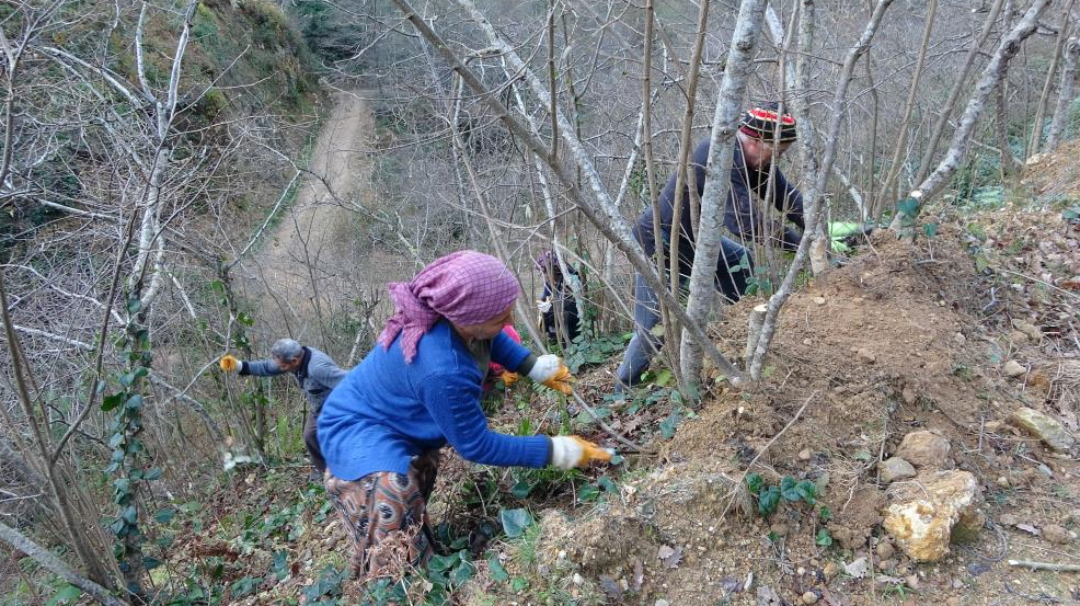 Ordu’da fındık üreticileri, güneşli havaları fırsat bilip bahçelerinde kış bakımlarına