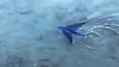 Muğla’nın Datça ilçesinde kıyaya yakın bölümde Güney Ege ve Akdeniz’de