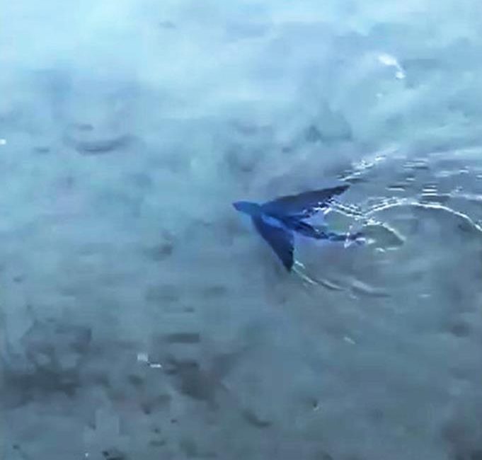 Muğla’nın Datça ilçesinde kıyaya yakın bölümde Güney Ege ve Akdeniz’de