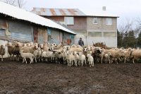 Bolu’da anaç koyun-keçi destek ödemeleri çerçevesinde hayvan başına destekler yüzde