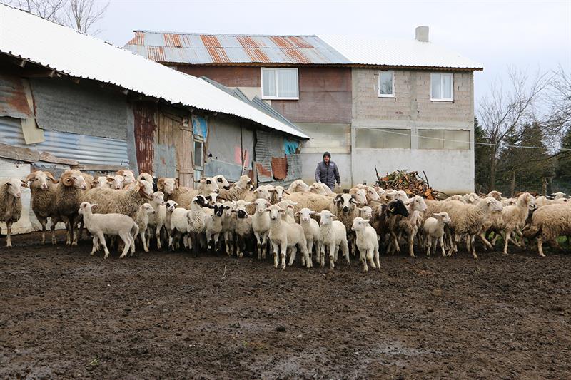Hayvan başına destek ödemesi yüzde yüz artırıldı Bolu’da anaç koyun-keçi destek ödemeleri çerçevesinde hayvan başına destekler yüzde