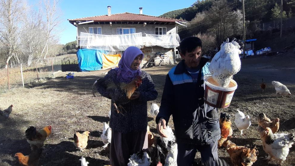 Bolu’da hobi olarak tavuk yetiştiren Muzaffer ve Fatma Tanrıkulu çifti,