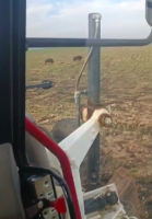 Şanlıurfa’nın Suriye sınırında ilk defa domuz görüldü. Tarlada çalışan çiftçi,