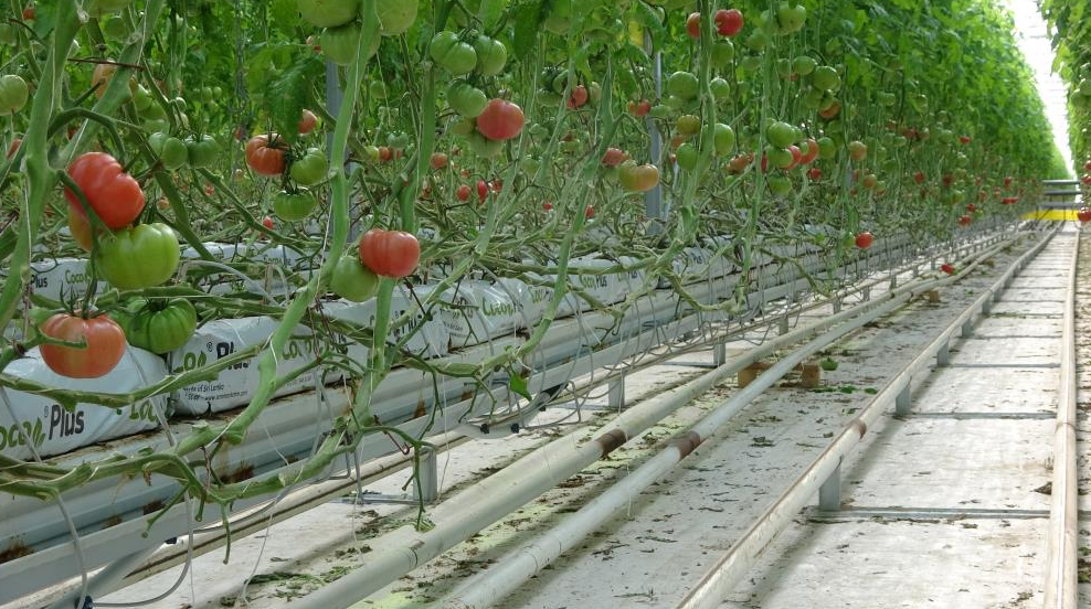 Yozgat’ın Sorgun ilçesinde kurulan bir serada, jeotermal enerji kaynaklarından faydalanılarak