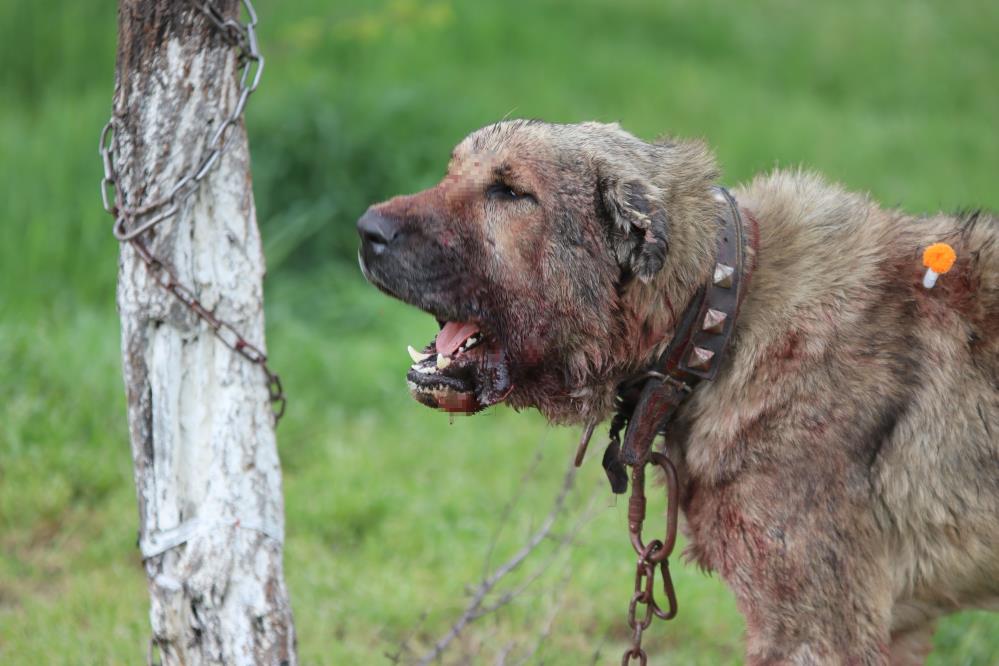 Kasıtlı tahrik edilen köpek ‘silahla tehdit’ suçu oluşturuyor Avukat Emir Akpınar, sahipli köpek ısırmasının taksirle yaralama veya kasten