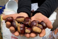 Manisa’nın Alaşehir ilçesinde bölgede yetişen kestaneler pazardaki yerini alırken, bu