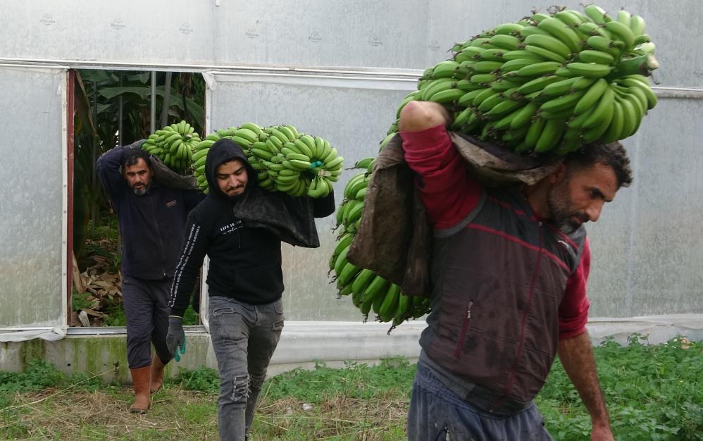 Muzda hasat sezonu başladı, bahçede 16-18 TL Türkiye’nin muz ihtiyacının yarısından fazlasının üretildiği Mersin’de yoğun hasat dönemi