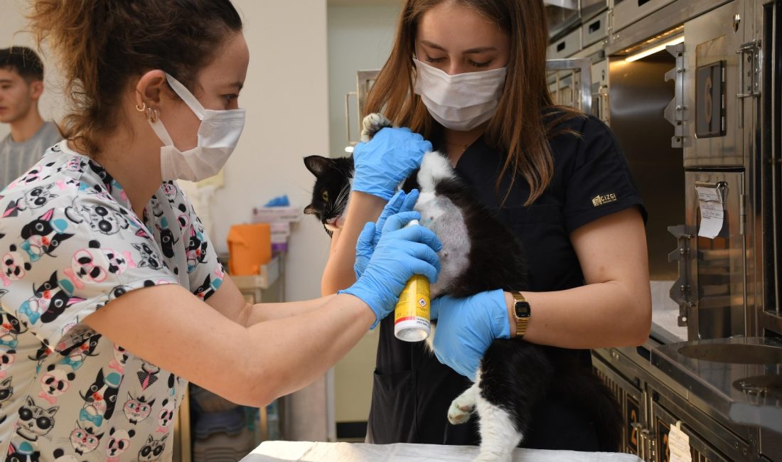Bandırma sahil bandında 2 adet olta yutan kedi, Veteriner Hekimler