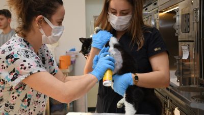 Bandırma sahil bandında 2 adet olta yutan kedi, Veteriner Hekimler