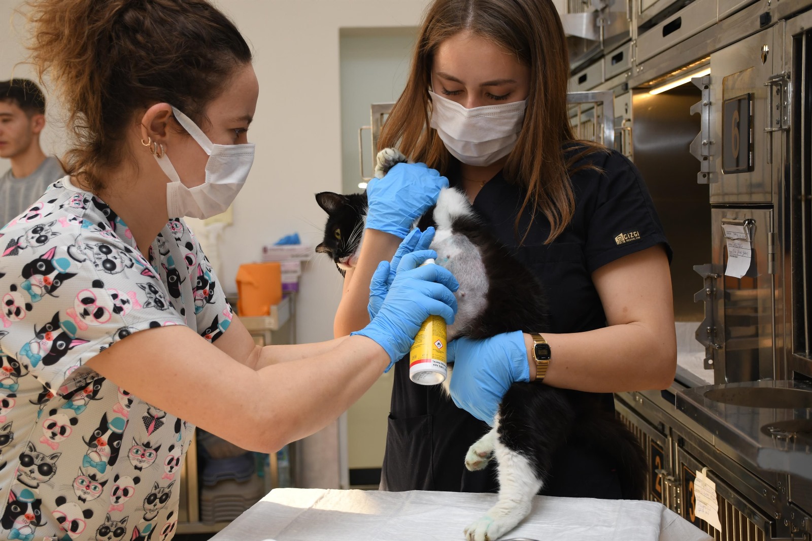 Bandırma sahil bandında 2 adet olta yutan kedi, Veteriner Hekimler