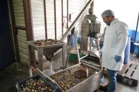 Edremit’te geliştirdiği makineler ve farklı teknik ile zeytinyağını sıfır atık
