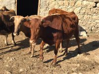 Tarım ve Orman Bakanlığı, iklim değişikliğiyle mücadele dahilinde çevreye kolay