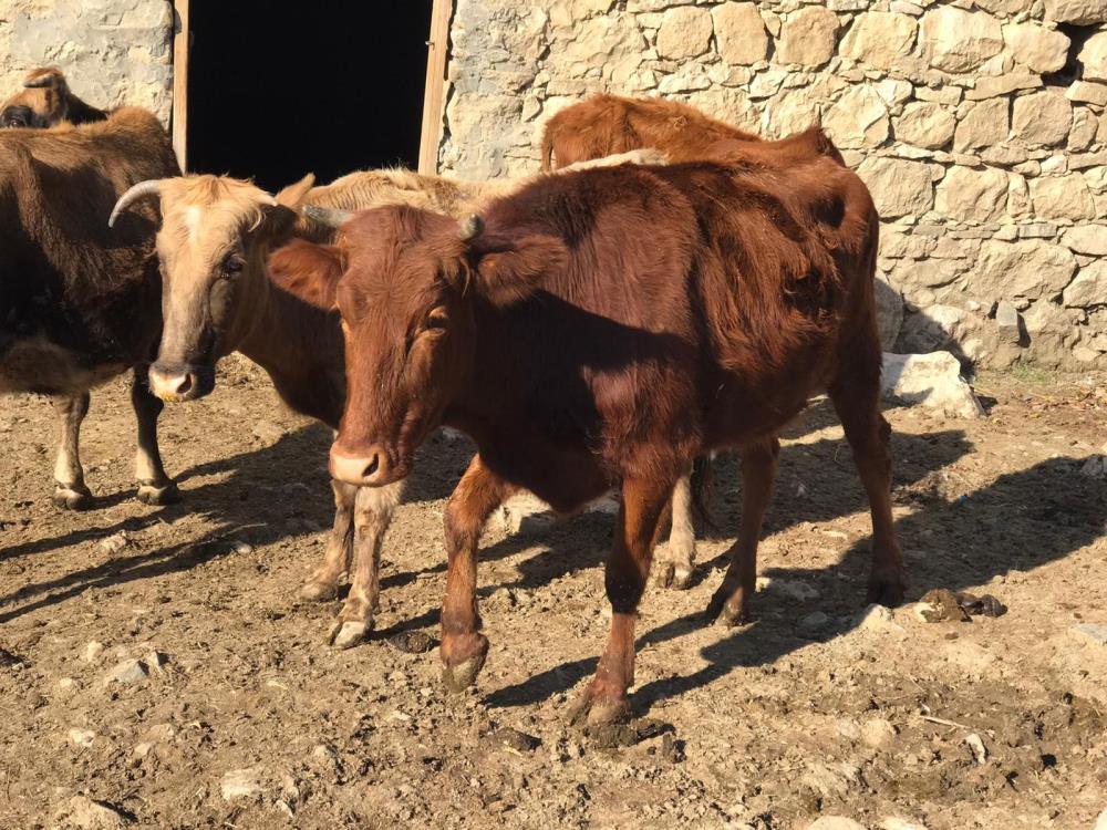 Sığır besicileri desteklenerek yerli ırk koruma altına alınıyor Tarım ve Orman Bakanlığı, iklim değişikliğiyle mücadele dahilinde çevreye kolay