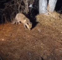 Bolu’da gece saatlerinde Gölköy Barajı Gölü’nün etrafında yiyecek arayan tilkiyi