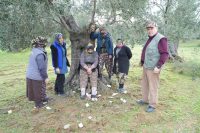 Zeytin ve zeytinyağı sektörünün önemli merkezlerinden Edremit’te zeytin hasat sezonuna