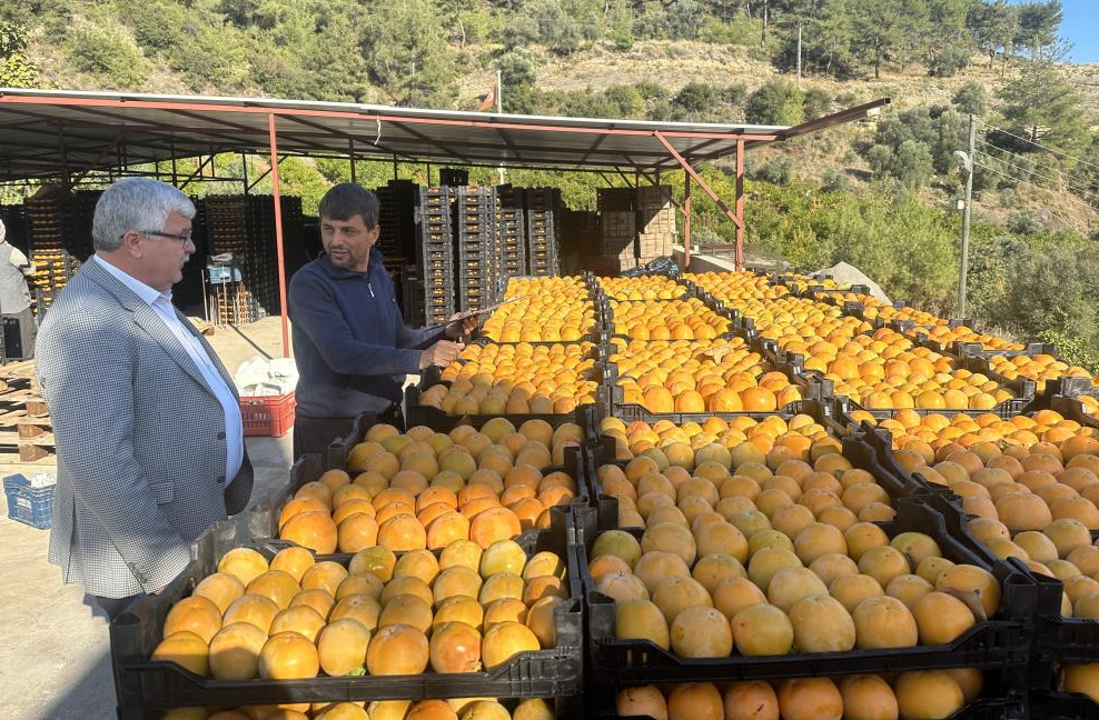 Trabzon hurması çiftçinin yüzünü güldürüyor Mersin’de hasadına başlanan Trabzon hurması, hem verimliliği hem de fiyatıyla