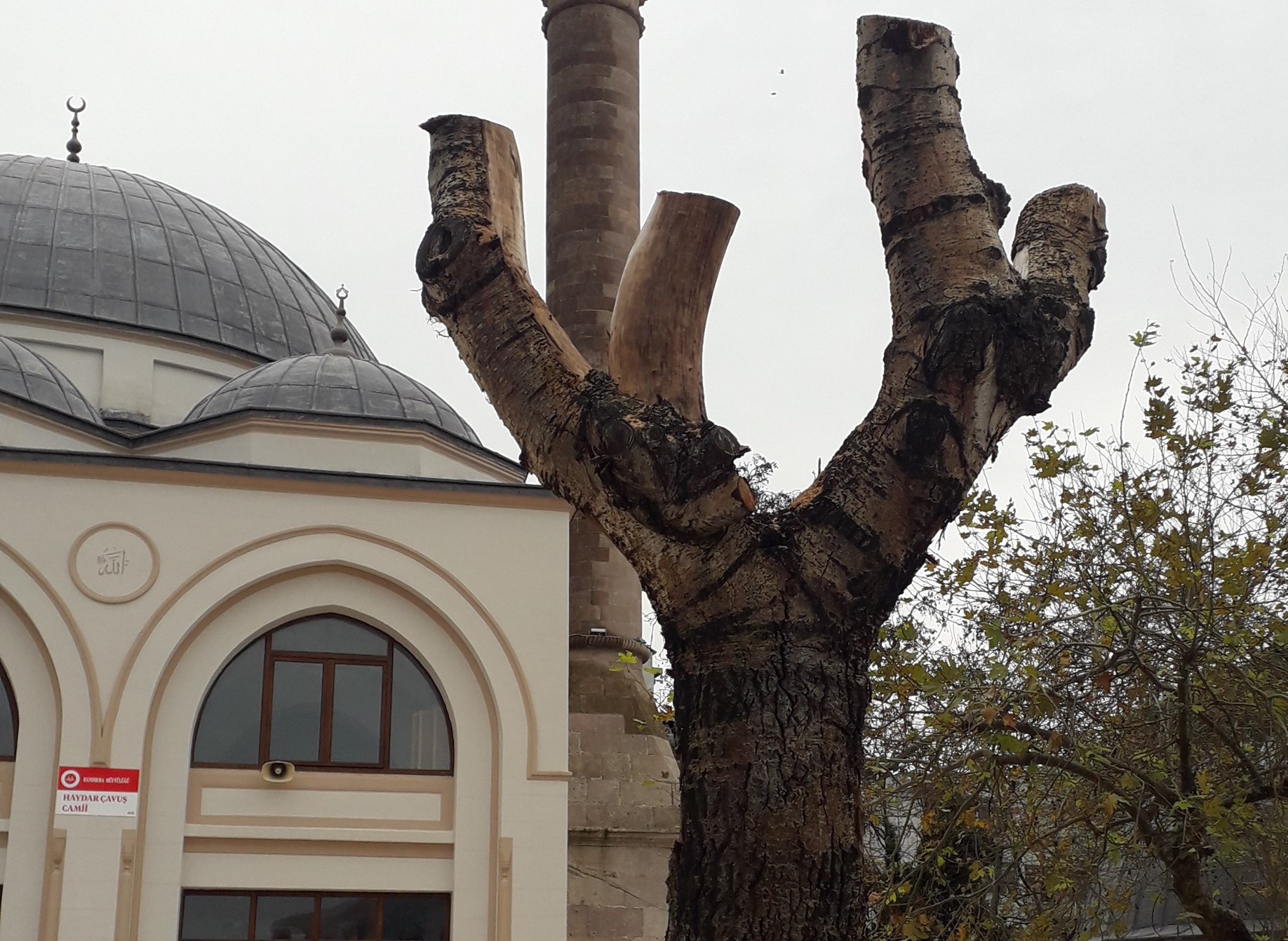 Geçen yıl Haydar Camii bahçesinde kuruyan asırlık telli kavak cinsi