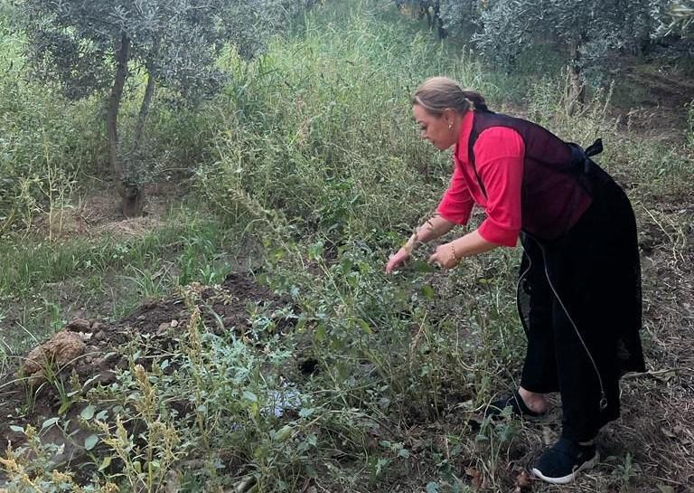 Sarı kantaronun başta antidepresan olarak yaygın bir şekilde kullanıldığını belirten