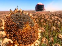 Türkiye’nin tahıl ambarı olarak bilinen Konya Ovasında yaklaşık 1 milyon