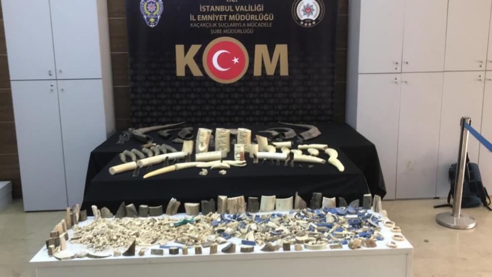 İstanbul’da düzenlenen kaçakçılık operasyonunda, fildişi, antilop, mamut ve geyik boynuzlarının