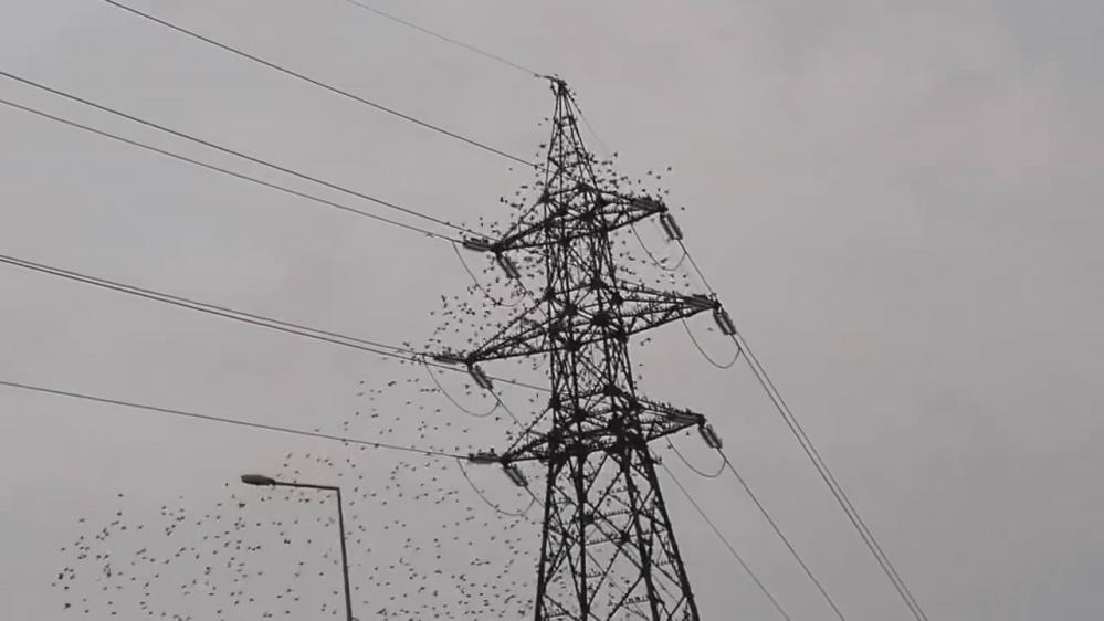 Bursa’da sığırcık kuşlarının dansı görsel şölen oluşturdu Bursa’da elektrik direklerine sürü halinde konan sığırcık kuşları ilginç görüntüler