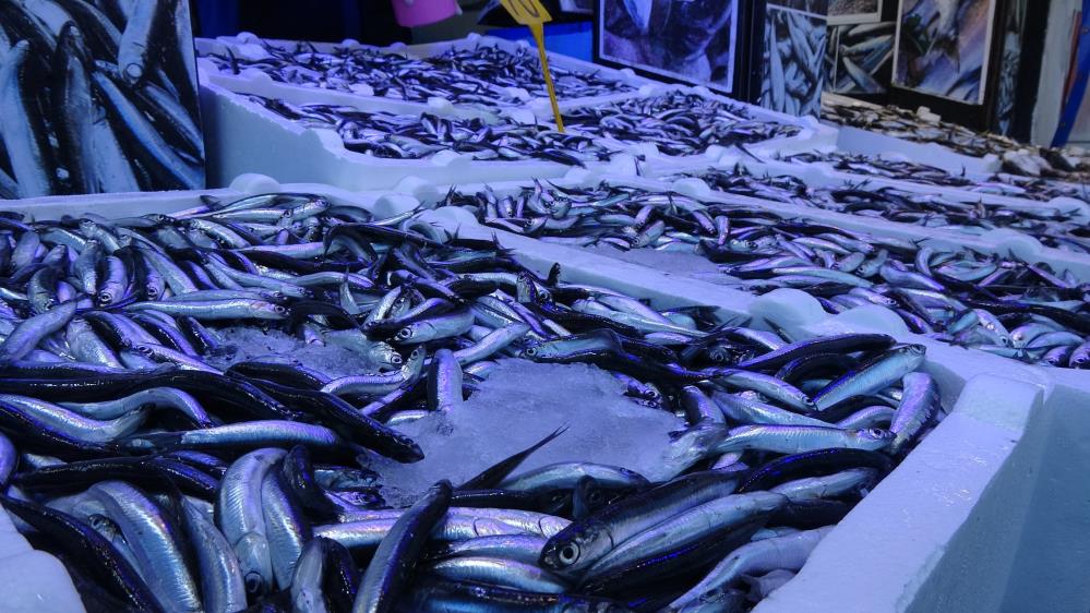 Sezon başından beri bol miktarda avlanan hamsinin avı bugünlerde düşüşe