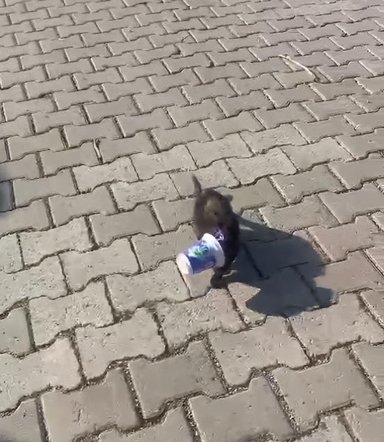 Siirt’te kafasını ayran kutusuna sıkıştıran yavru kedi, yoldan geçen vatandaş