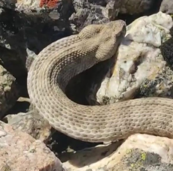 Dünyanın en zehirli yılanını kedi sever gibi sevdi Sivas’ın Divriği ilçesinde yaşayan doğasever dünyanın en zehirli yılanları arasında