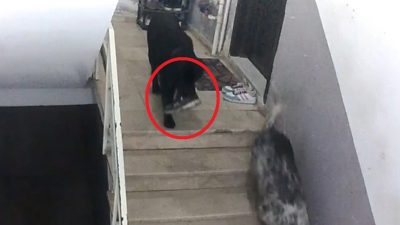 Sinop’ta iki köpek girdikleri apartmandan misafirliğe gelen kişinin ayakkabısını çaldı.