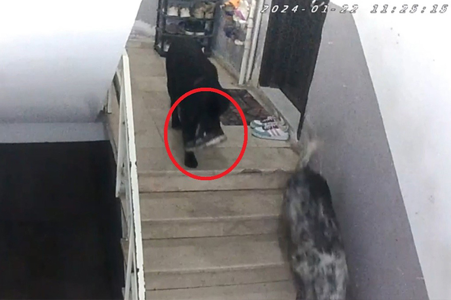 Sinop’ta gülümseten olay Sinop’ta iki köpek girdikleri apartmandan misafirliğe gelen kişinin ayakkabısını çaldı.