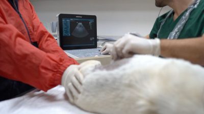 Bandırma Belediyesi, sokak hayvanlarına yönelik çalışmalarıyla ilgili açıklama yaptı. 2023